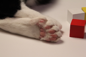 Close up Digit's foot